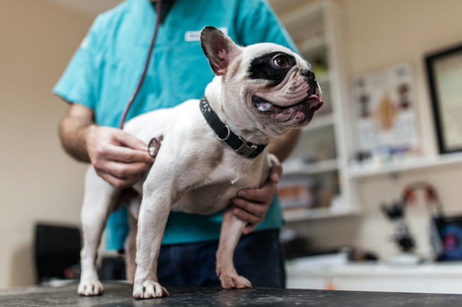 Dog under veterinary cardiologist care